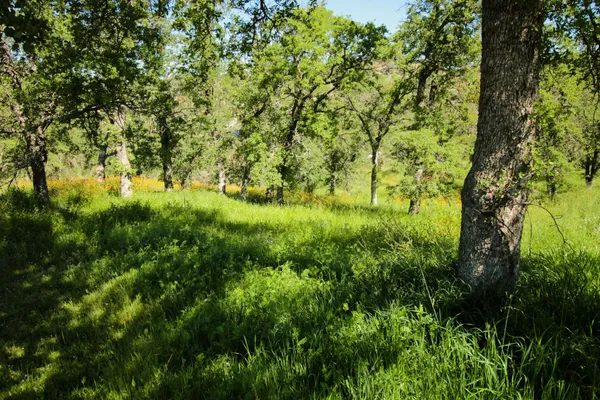 $75,000 | 1058 Salinas Street, La Grange, CA 95329