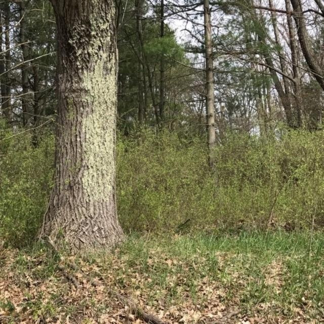 5824 North Mac Road Irons, MI 49644 - Photo 27 of 31 land 3