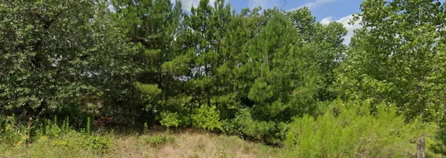 a view of a lush green forest with lots of plants