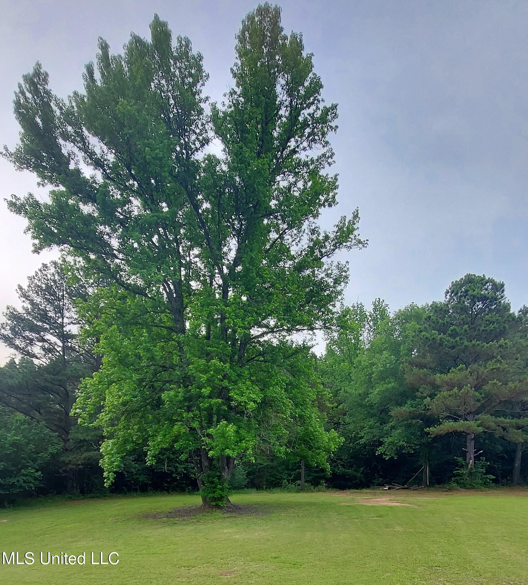465 Marcon Farm Road Byhalia, MS 38611 - Photo 16 of 16 Back