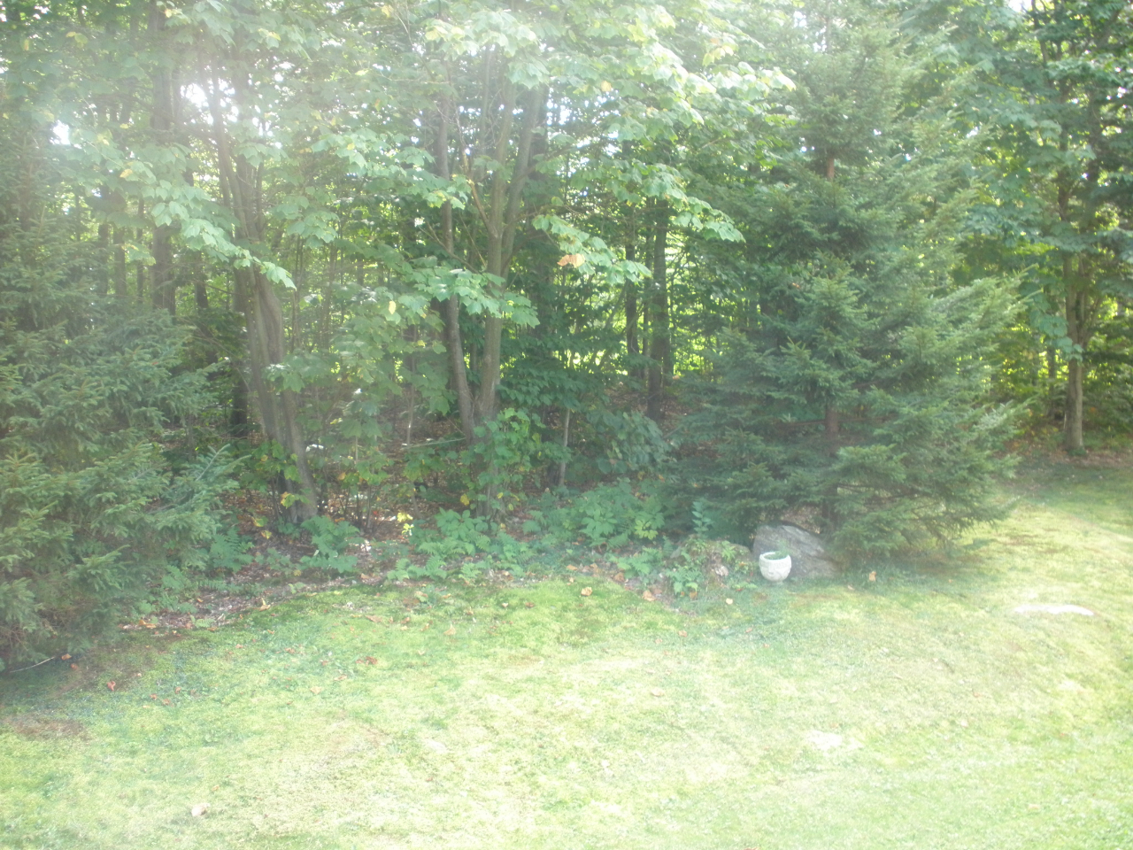 159 Central Shaft Road Florida, MA 01247 - Photo 16 of 16 a view of a forest from a sink