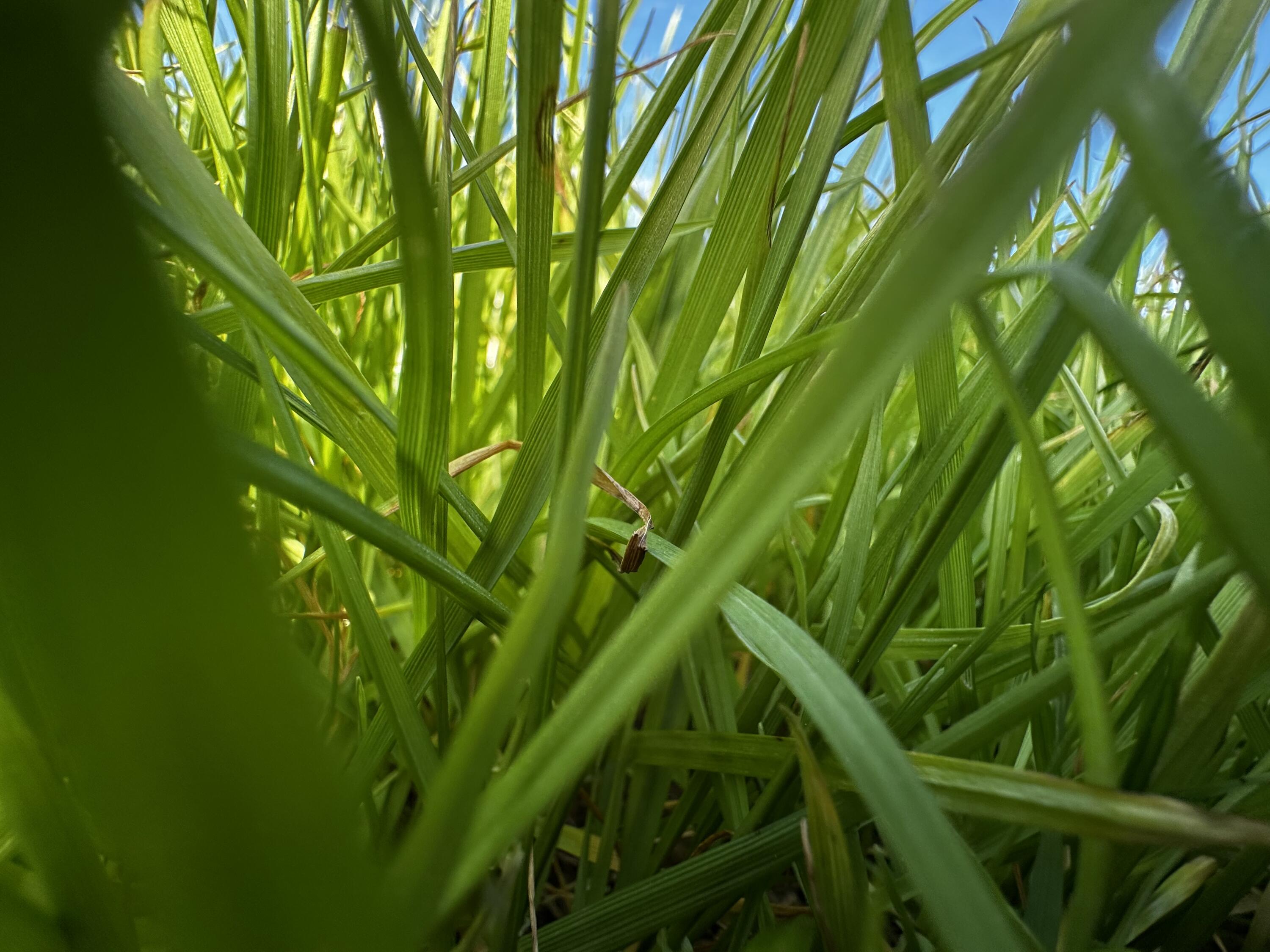 A & B Charlie Day Road Baker, FL 32531 - Photo 6 of 13 a view of a garden