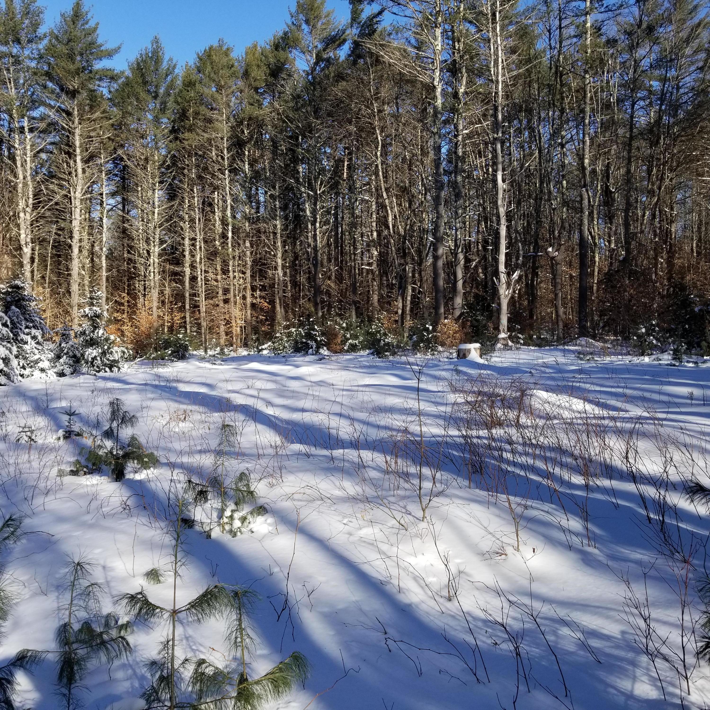 1546 Lebanon Road North Berwick, ME 03906 - Photo 7 of 9 Open area