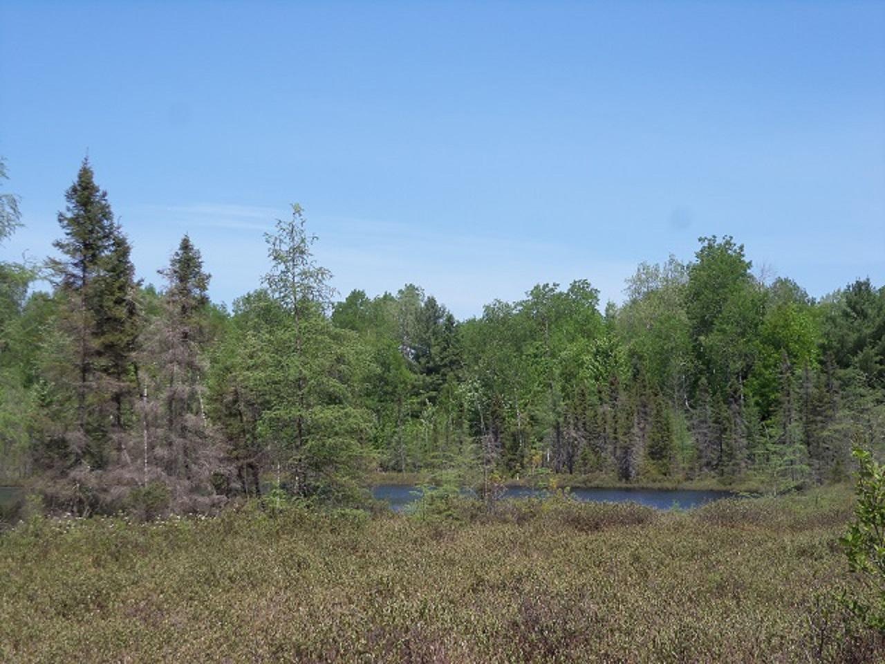 Lot 1 Beaver Lodge Road Mercer, WI 54547 - Photo 3 of 8 Gallery Image 3