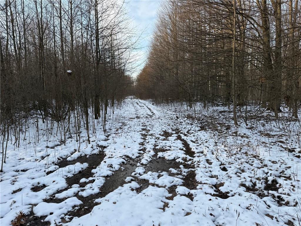 0 Borowicz Road New Wilmington, PA 16142 - Photo 2 of 8 a view of a yard with trees