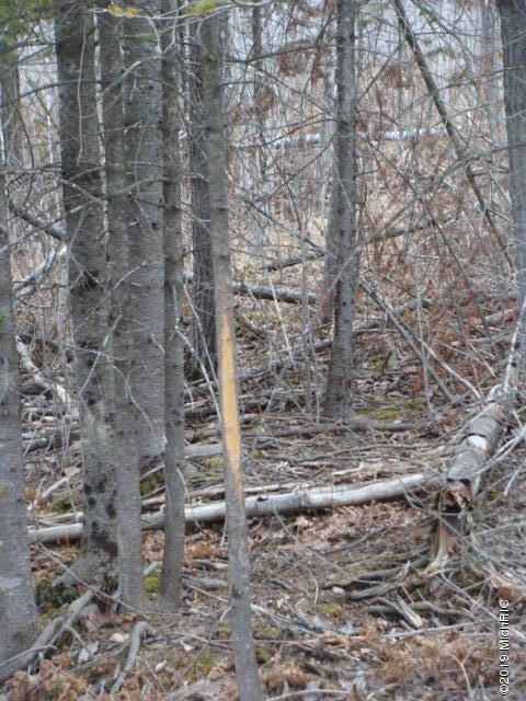 16321 MacArthur Road Lachine, MI 49753 - Photo 28 of 28 DSC03068