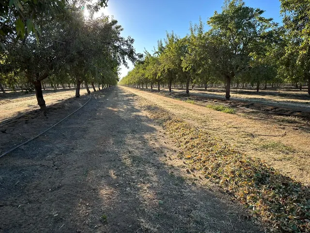 a view of dirt yard with a trees
