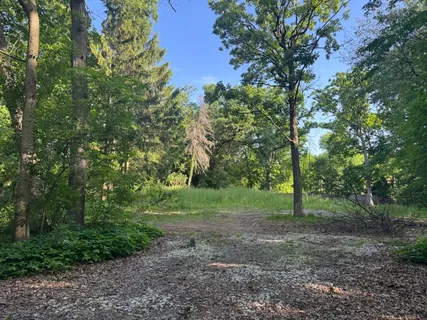 a view of a forest with trees