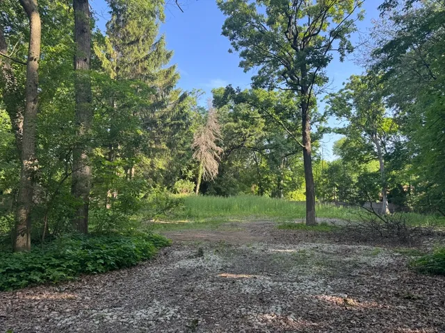a view of a forest with trees