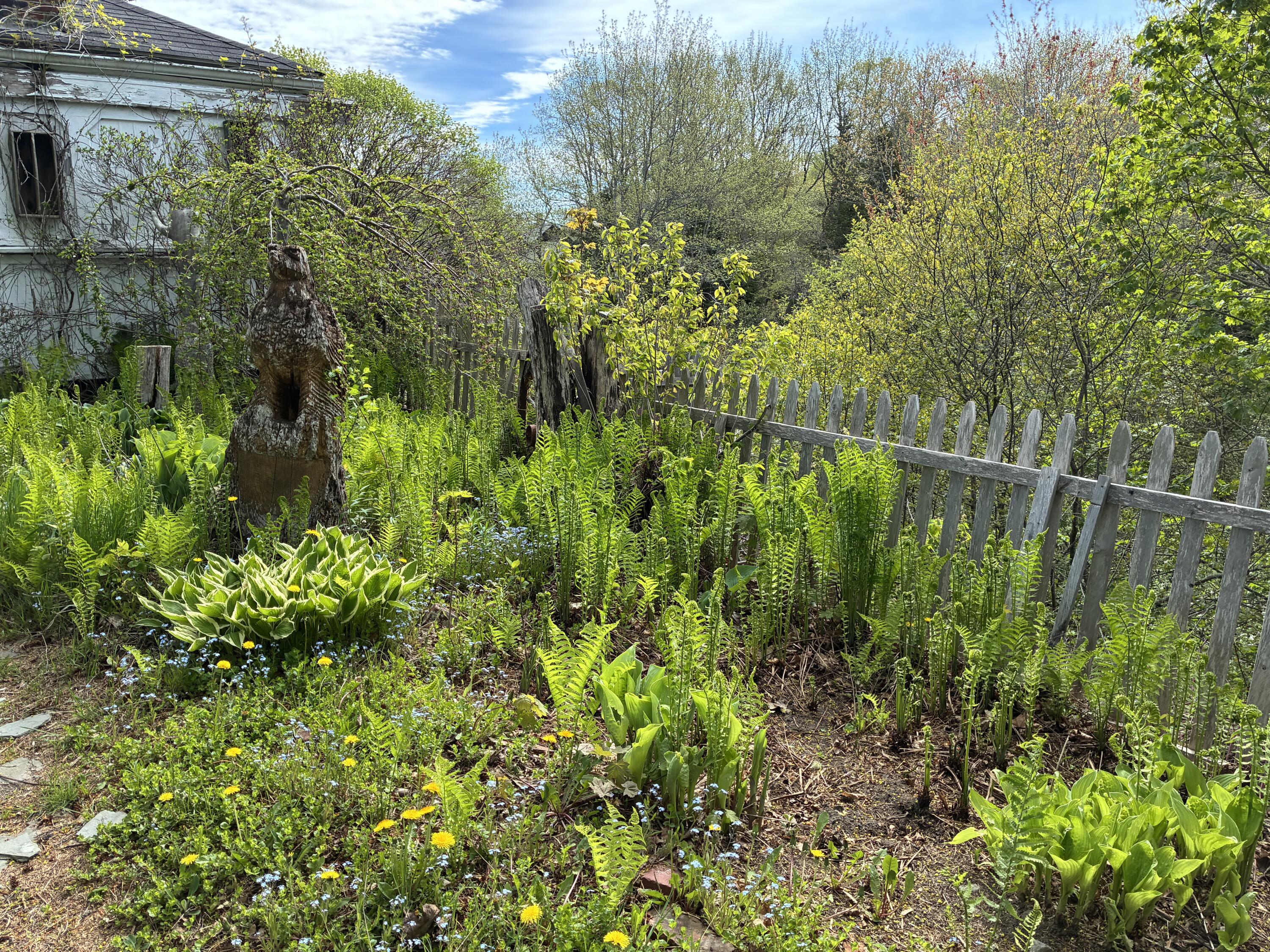 68 Village Road Steuben, ME 04680 - Photo 4 of 53 Hosta garden off the workshop/studio.