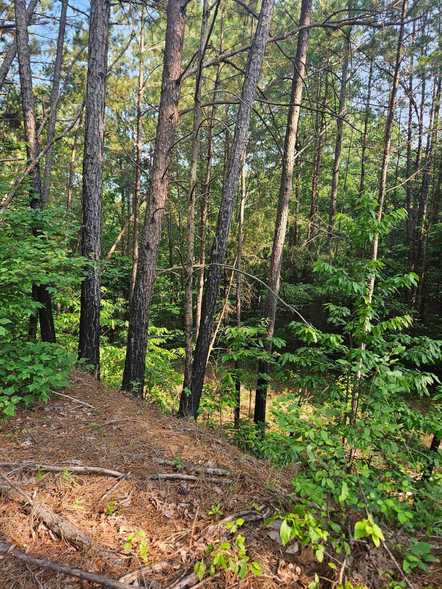 0 Co Road Arley, AL 35541 - Photo 12 of 15 20250603_165012