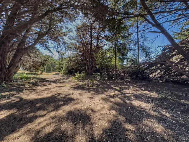 a view of a forest with trees