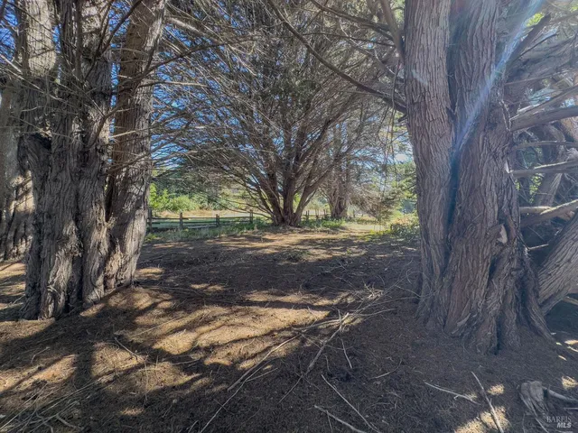 a view of a yard with a tree