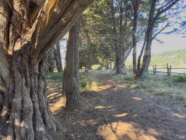a view of dirt yard with a large tree