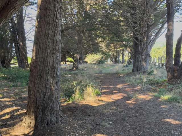 a view of a yard with a tree