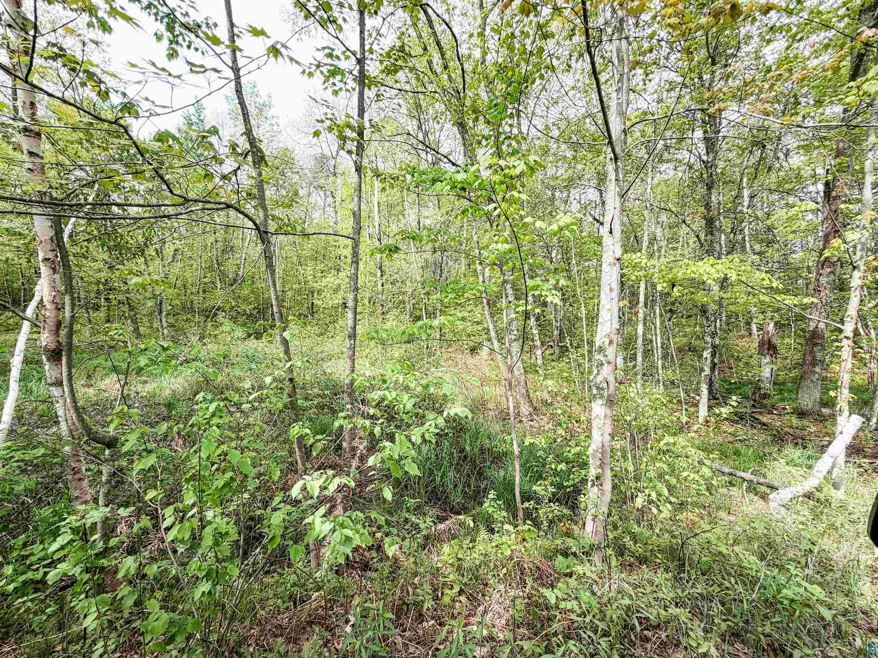 Lot 1 Peterson Road Minong, WI 54859 - Photo 3 of 9