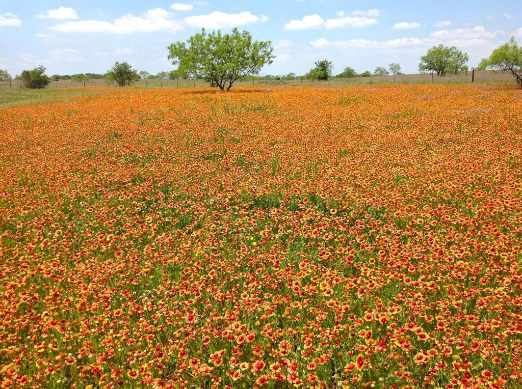 -35 Ac Rattler Hill Road McGregor, TX 76657 - Photo 5 of 37 Gallery Image 5