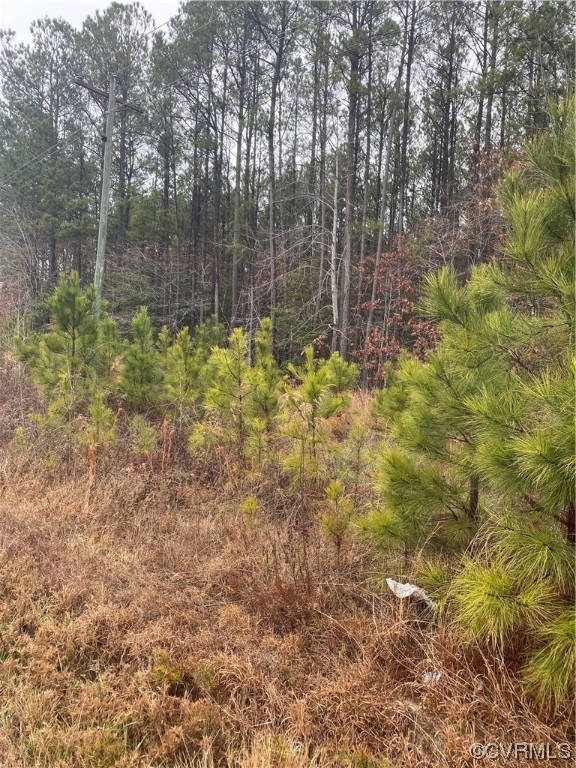Tbd Hair Road Disputanta, VA 23842 - Photo 1 of 2 a view of backyard with tree