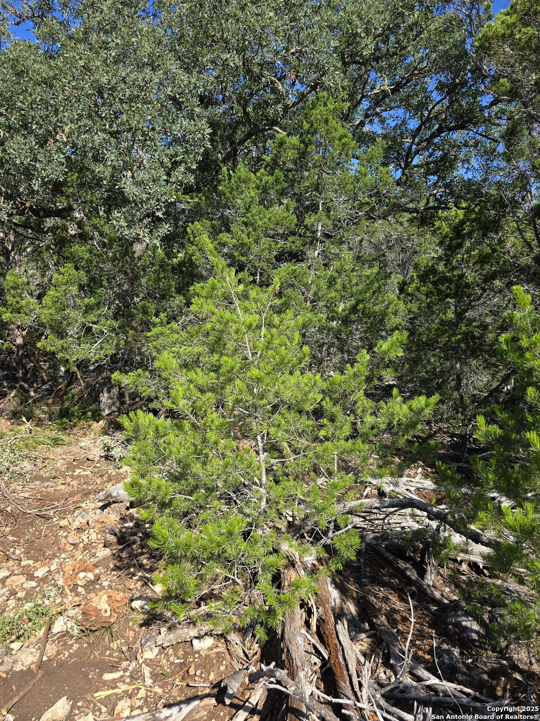 227 Mitchell Ranch Road Camp Wood, TX 78833 - Photo 41 of 72 a view of a lush green forest with large trees
