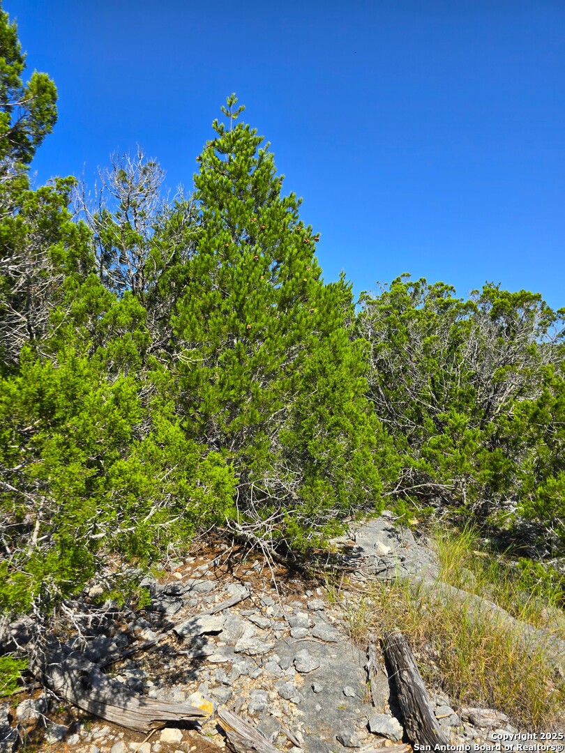 227 Mitchell Ranch Road Camp Wood, TX 78833 - Photo 68 of 72 a view of a large yard with lots of bushes