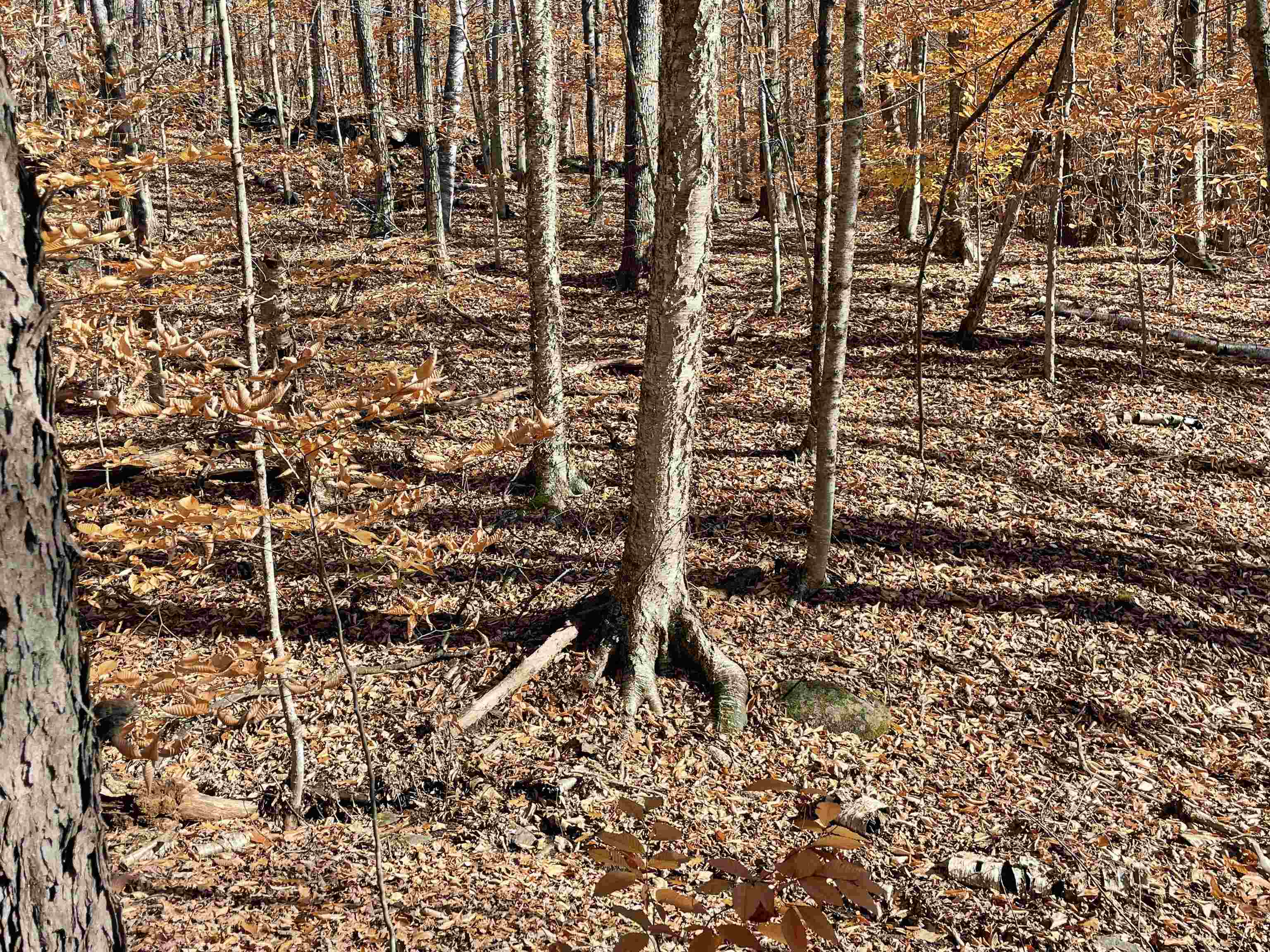 0 Parkman Wood Road Putney, VT 05346 - Photo 7 of 13