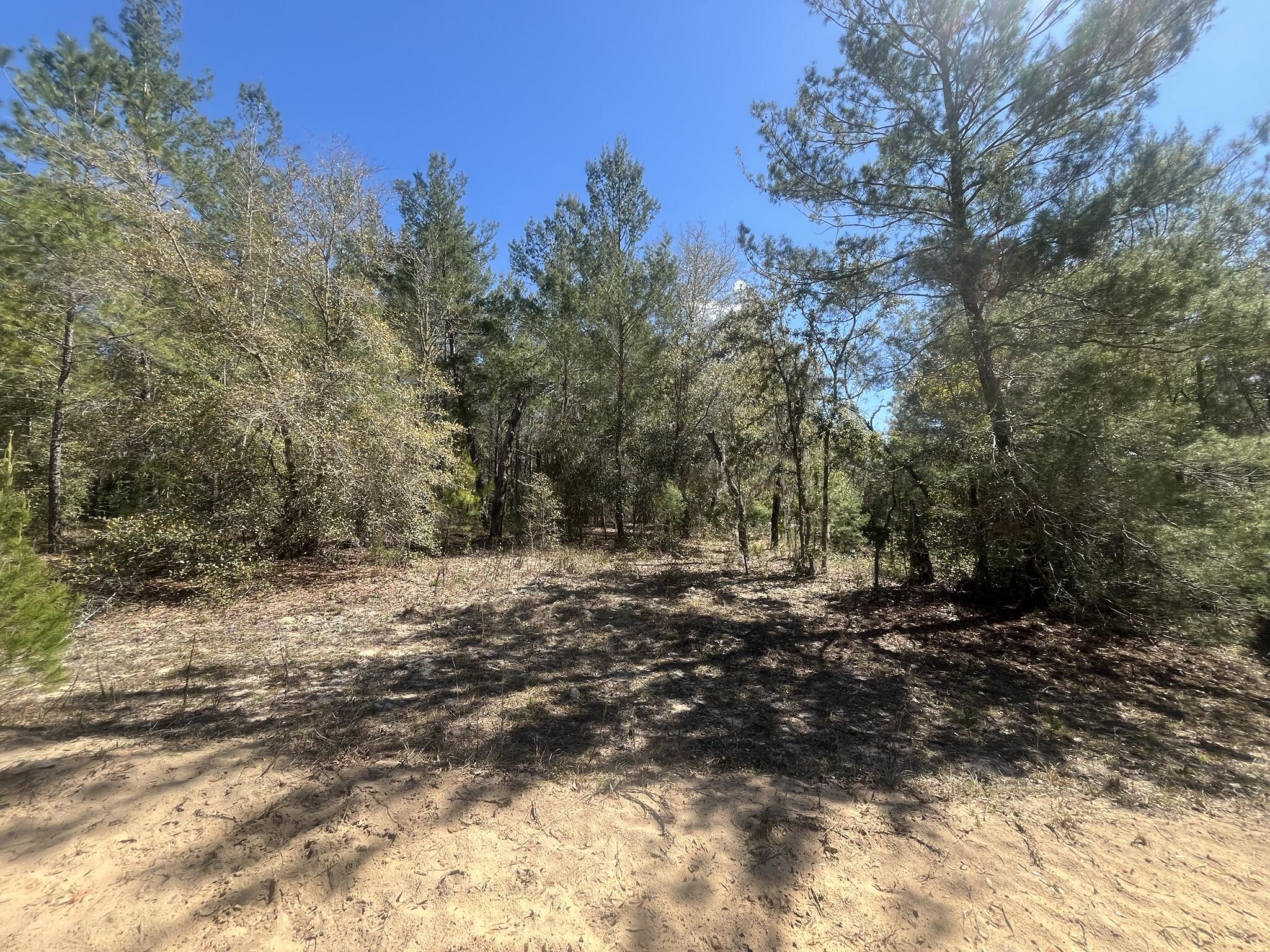 a view of a yard with trees