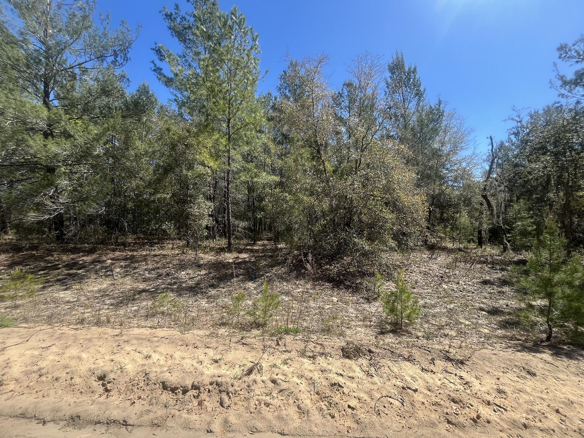 Tbd Kitty Avenue, Unit 13 Interlachen, FL 32148 - Photo 4 of 8 a view of a yard with trees in the background
