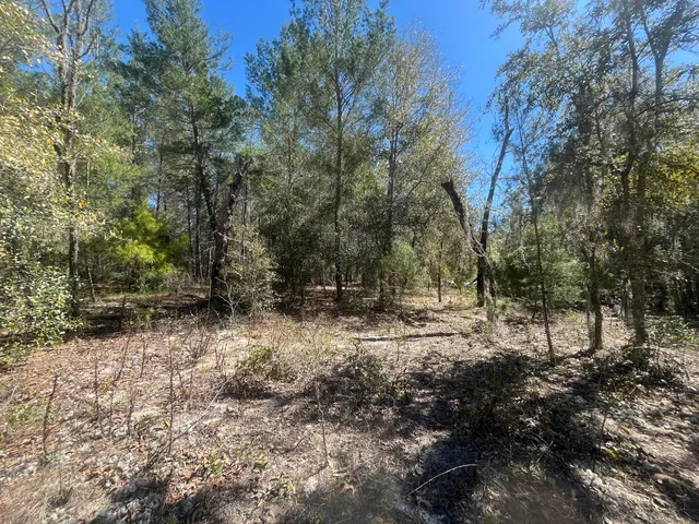 a view of a forest with trees