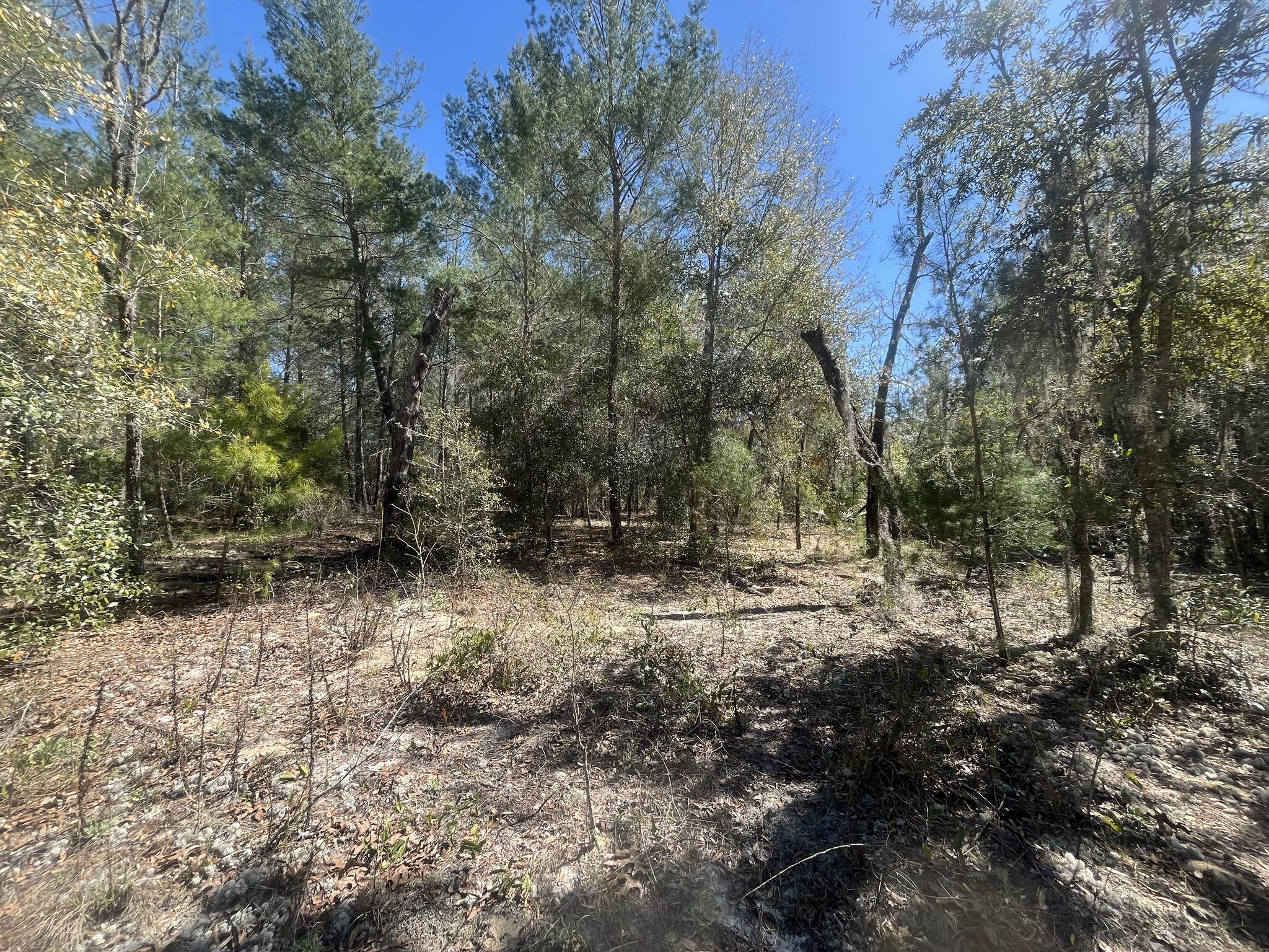Tbd Kitty Avenue, Unit 13 Interlachen, FL 32148 - Photo 5 of 8 a view of a forest with trees