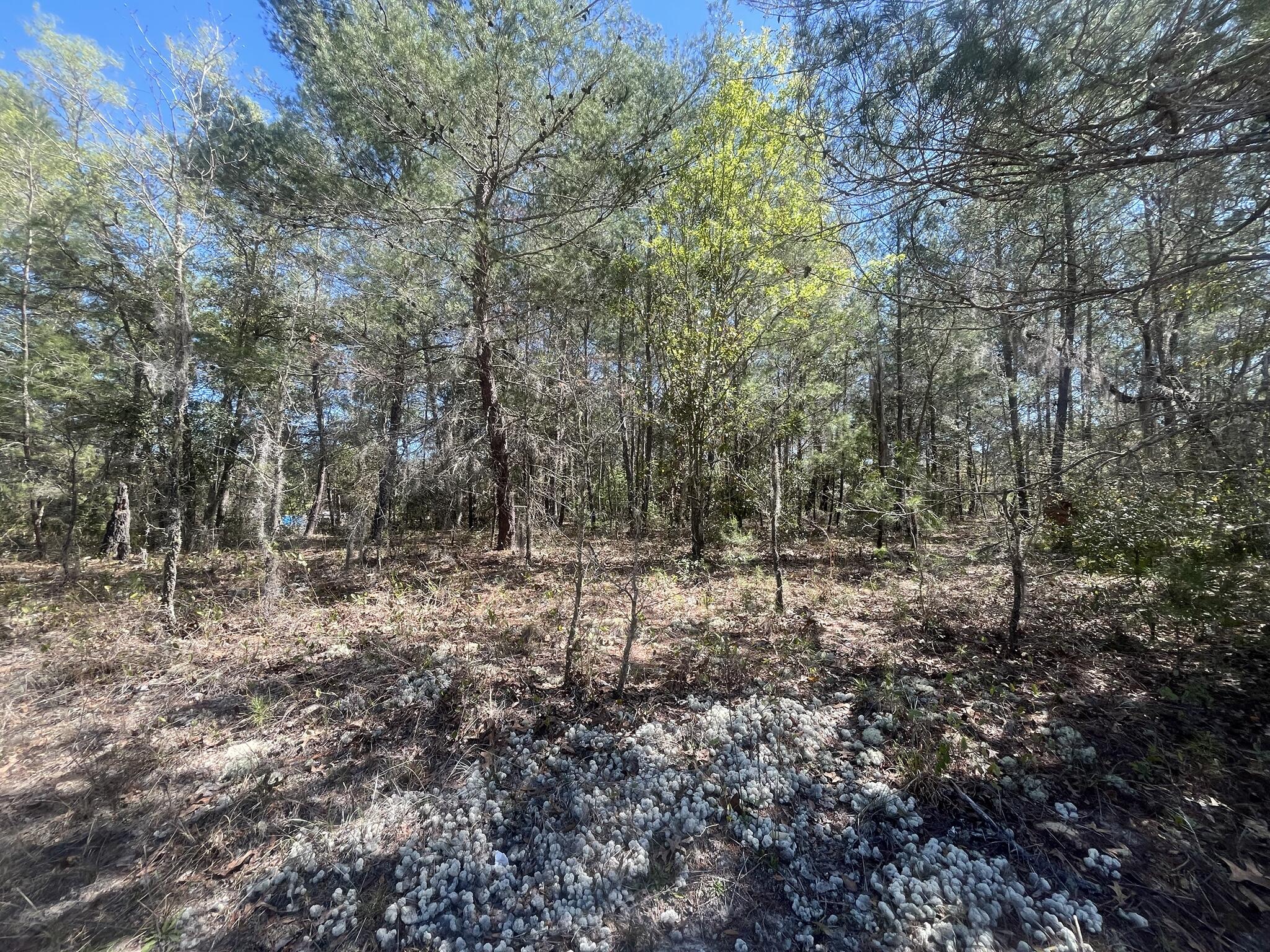 Tbd Kitty Avenue, Unit 13 Interlachen, FL 32148 - Photo 6 of 8 a view of a forest with trees
