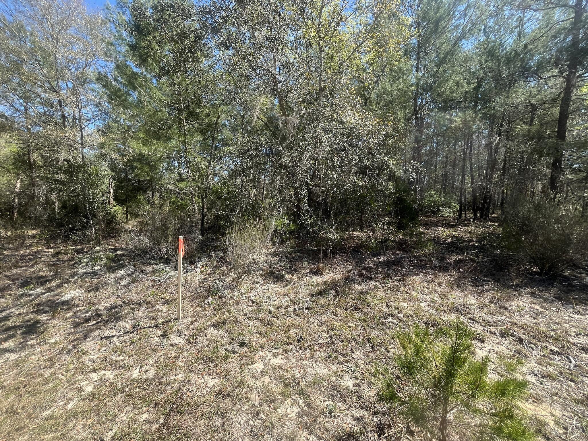 Tbd Kitty Avenue, Unit 13 Interlachen, FL 32148 - Photo 8 of 8 a view of a forest with trees