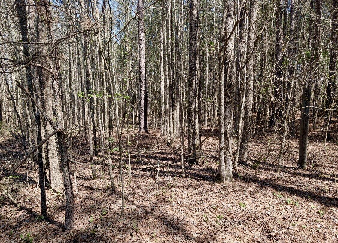 0 St Mary's Road Crawfordville, GA 30631 - Photo 21 of 32 IMG_7380