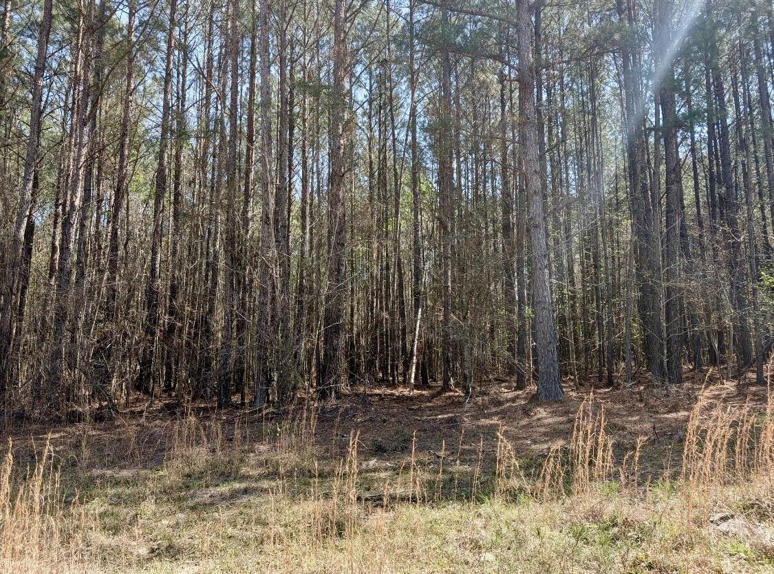 0 St Mary's Road Crawfordville, GA 30631 - Photo 26 of 32 IMG_7375