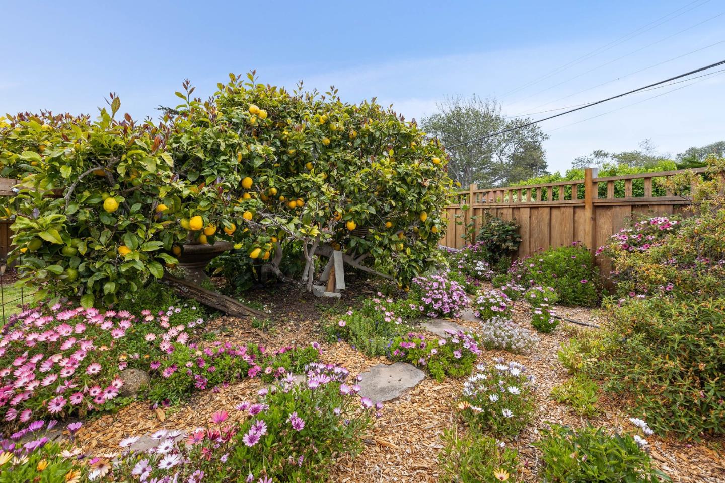 26571 Oliver Road Carmel, CA 93923 - Photo 42 of 63 a backyard of a house with lots of green space and chair