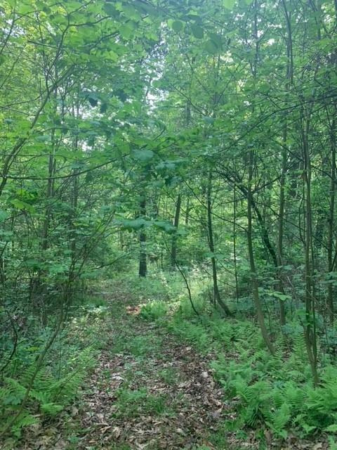 73 Carpenter Road Creekside, PA 15732 - Photo 2 of 15 a view of a lush green forest