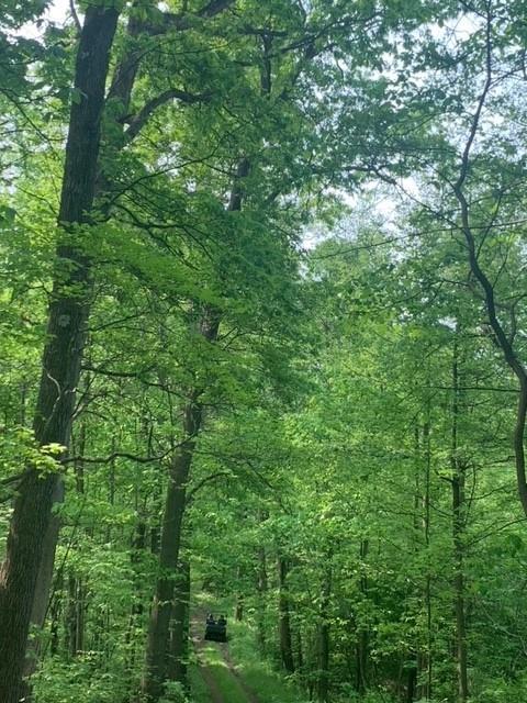 73 Carpenter Road Creekside, PA 15732 - Photo 4 of 15 a view of a lush green forest