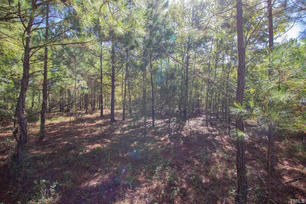 a view of a forest filled with trees