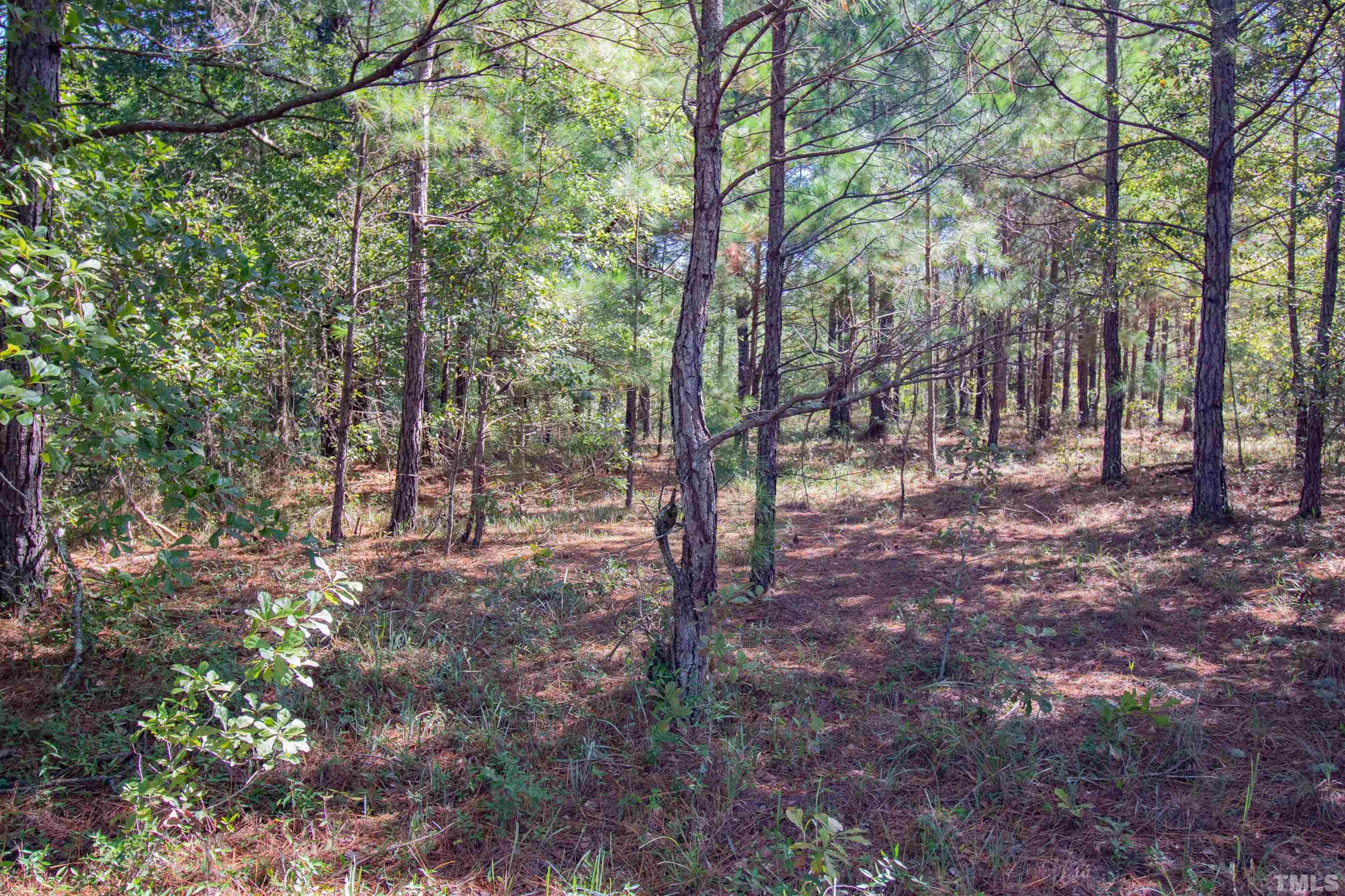 0 Halfway Branch Road Atkinson, NC 28421 - Photo 15 of 19 a view of a forest filled with trees