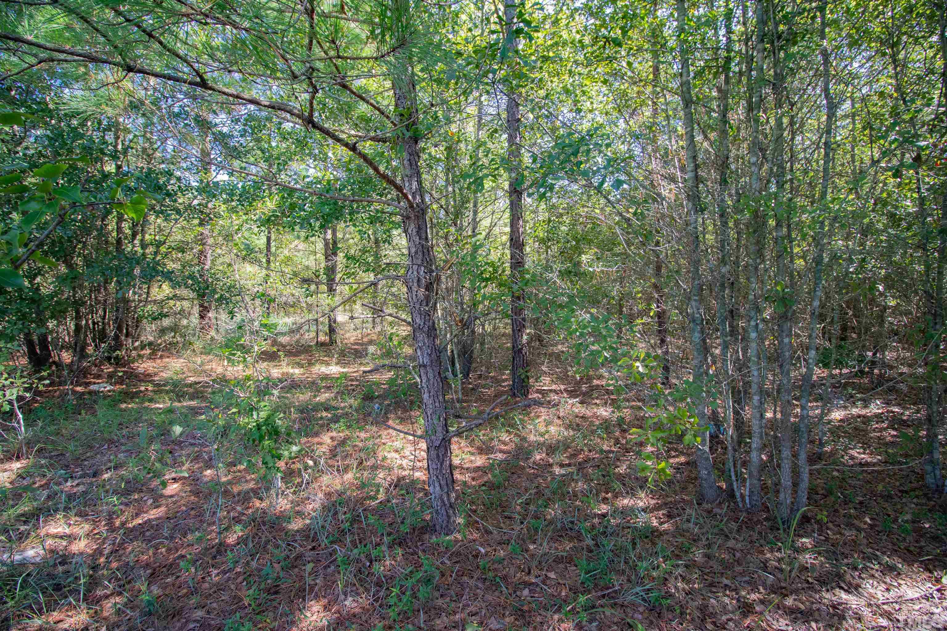 0 Halfway Branch Road Atkinson, NC 28421 - Photo 18 of 19 a view of a forest with trees in the background