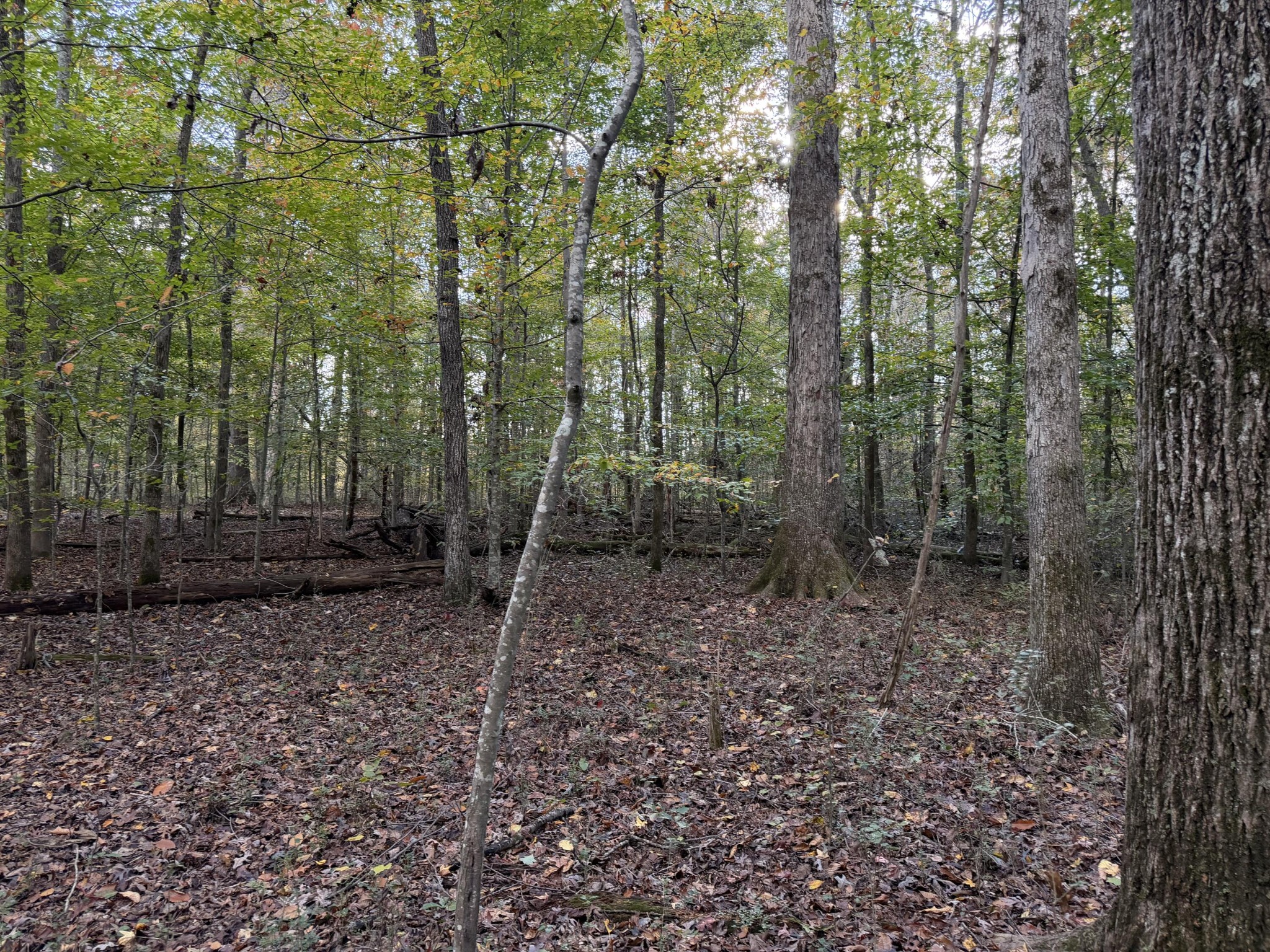 0 Co Road Athens, TN 37303 - Photo 5 of 11 Gallery Image 5
