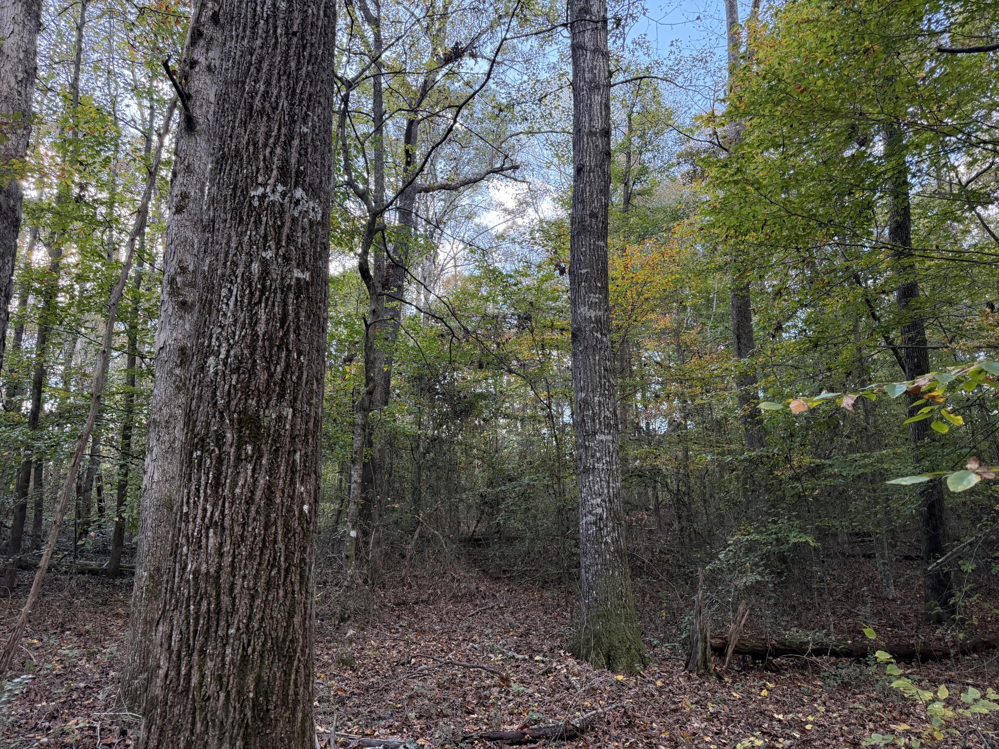 0 Co Road Athens, TN 37303 - Photo 6 of 11 Gallery Image 6