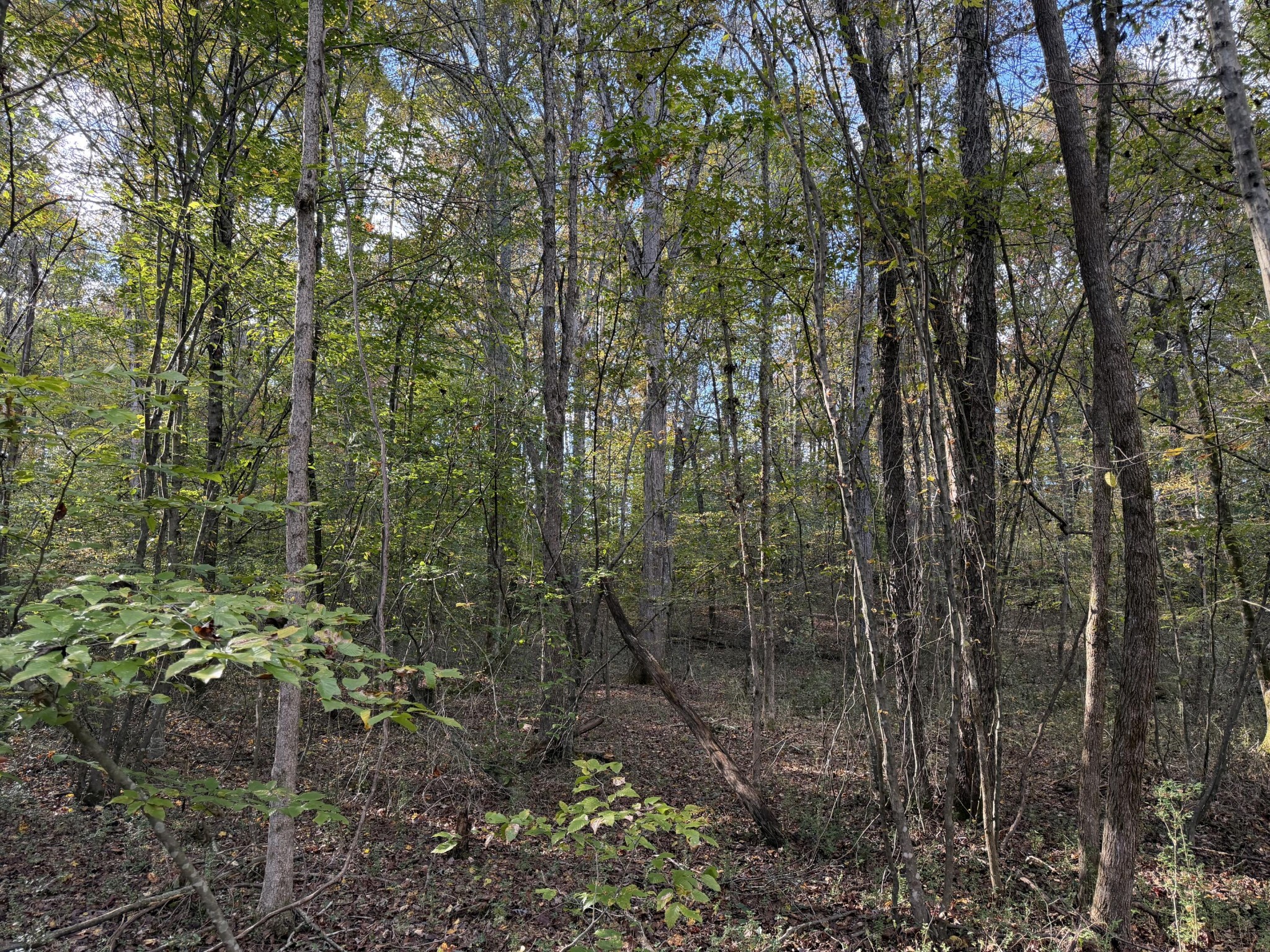 0 Co Road Athens, TN 37303 - Photo 7 of 11 Gallery Image 7