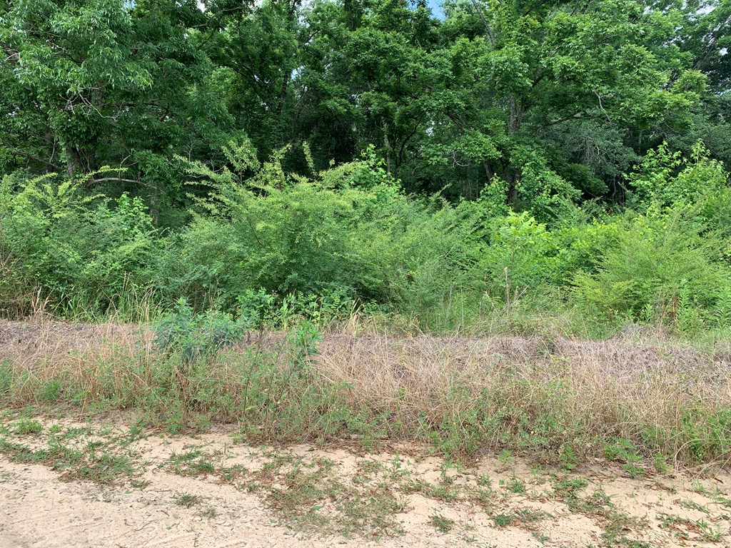 0 Corinth Road Slocomb, AL 36375 - Photo 6 of 11