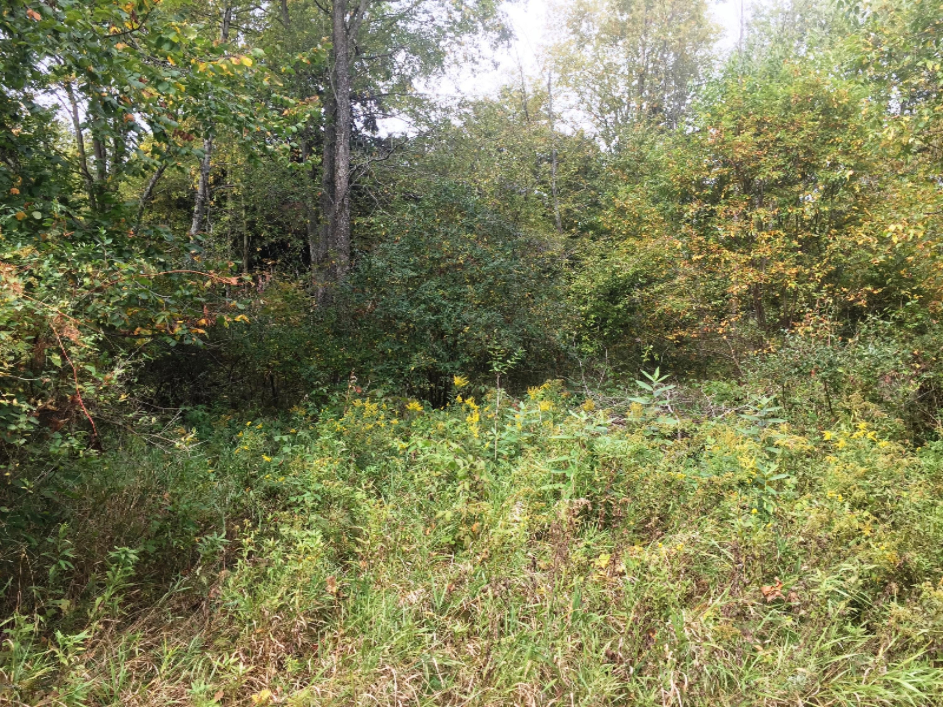 0 Maple Street, Unit LOT 5A Reed City, MI 49677 - Photo 2 of 6 Maple 2
