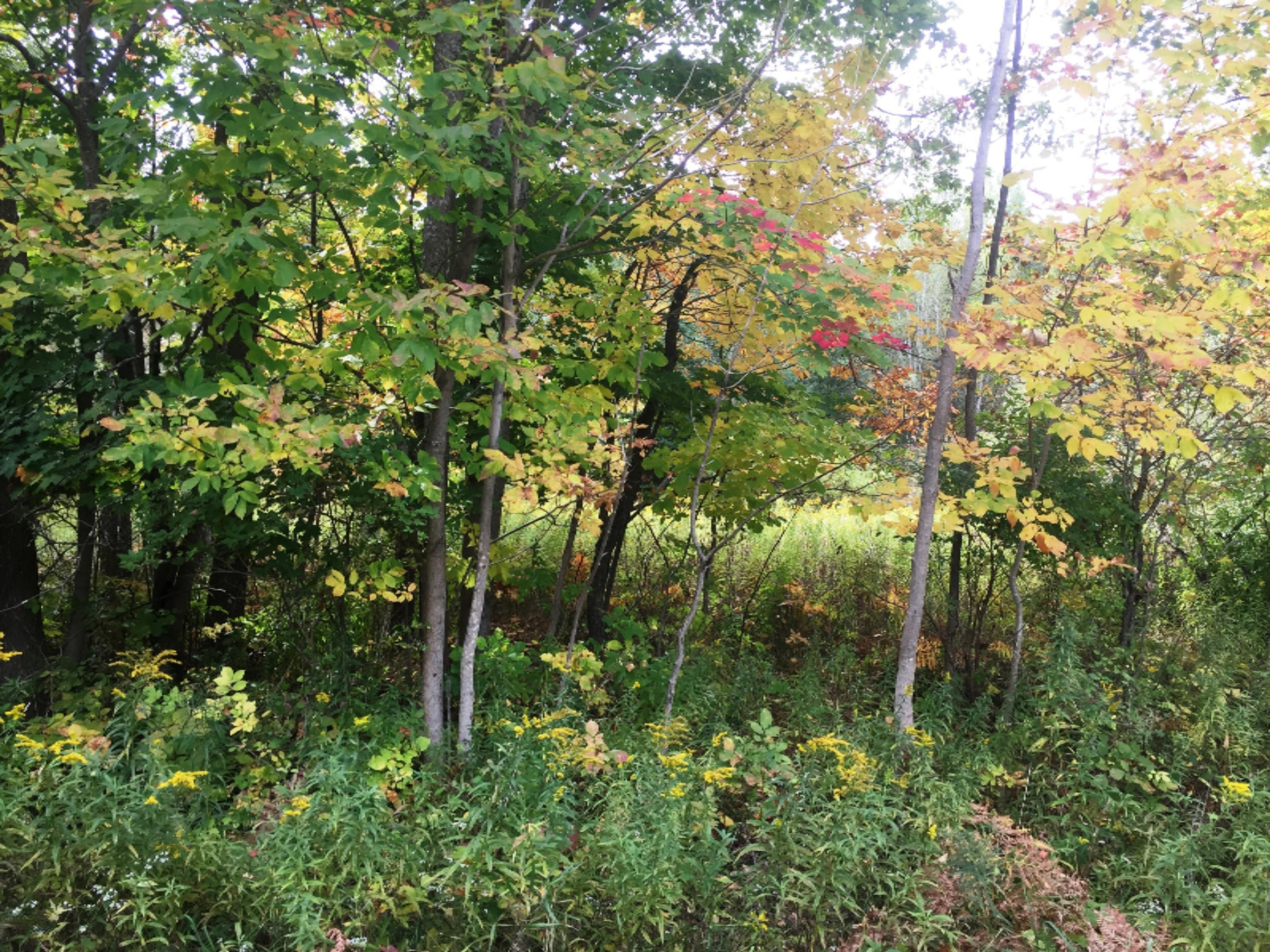 0 Maple Street, Unit LOT 5A Reed City, MI 49677 - Photo 3 of 6 Maple 3