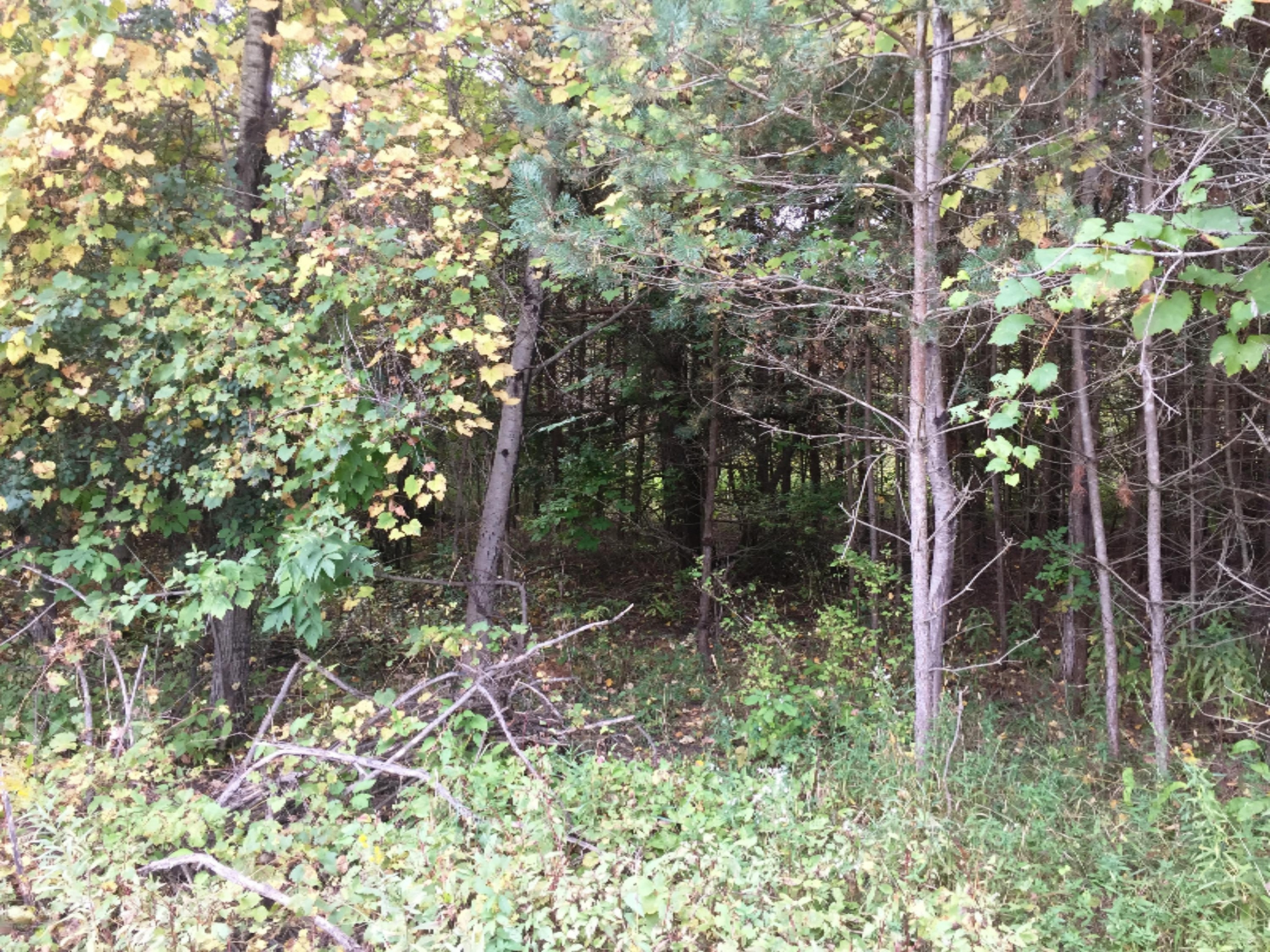 0 Maple Street, Unit LOT 5A Reed City, MI 49677 - Photo 6 of 6 Maple