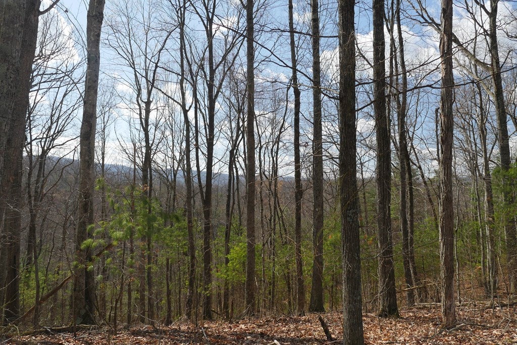 Tbd Rush Creek Road Glade Spring, VA 24340 - Photo 27 of 69 Gallery Image 27