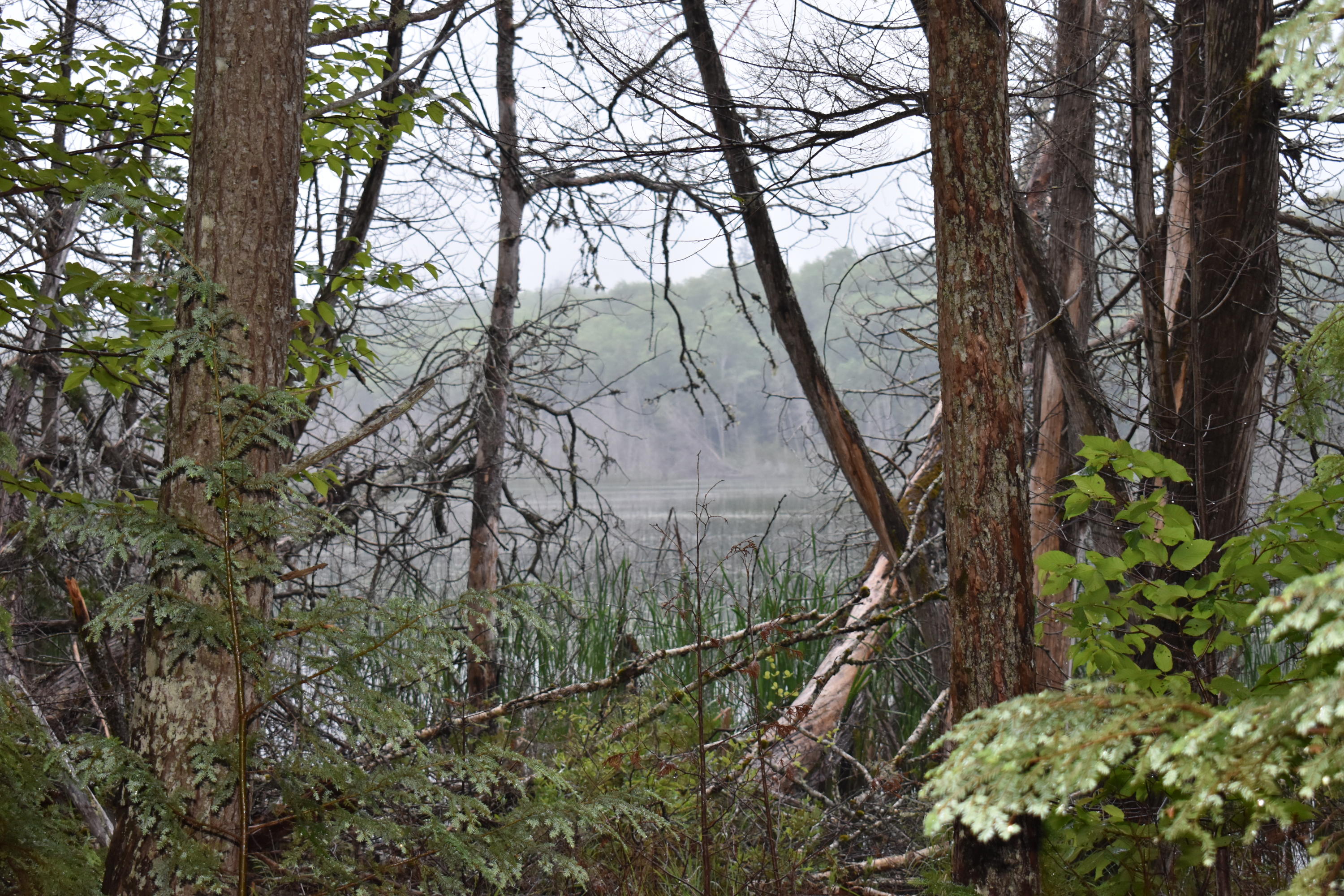 Tbd Tbd Old South Road Lee, ME 04455 - Photo 4 of 12 DSC_0491