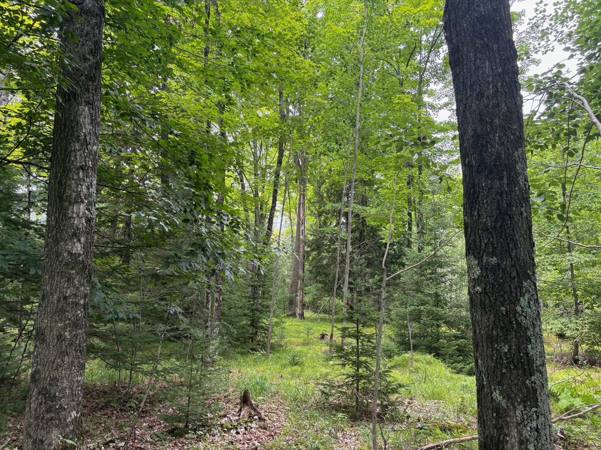 30-acres East Oneida Lane Rhinelander, WI 54501 - Photo 18 of 21 Gallery Image 18