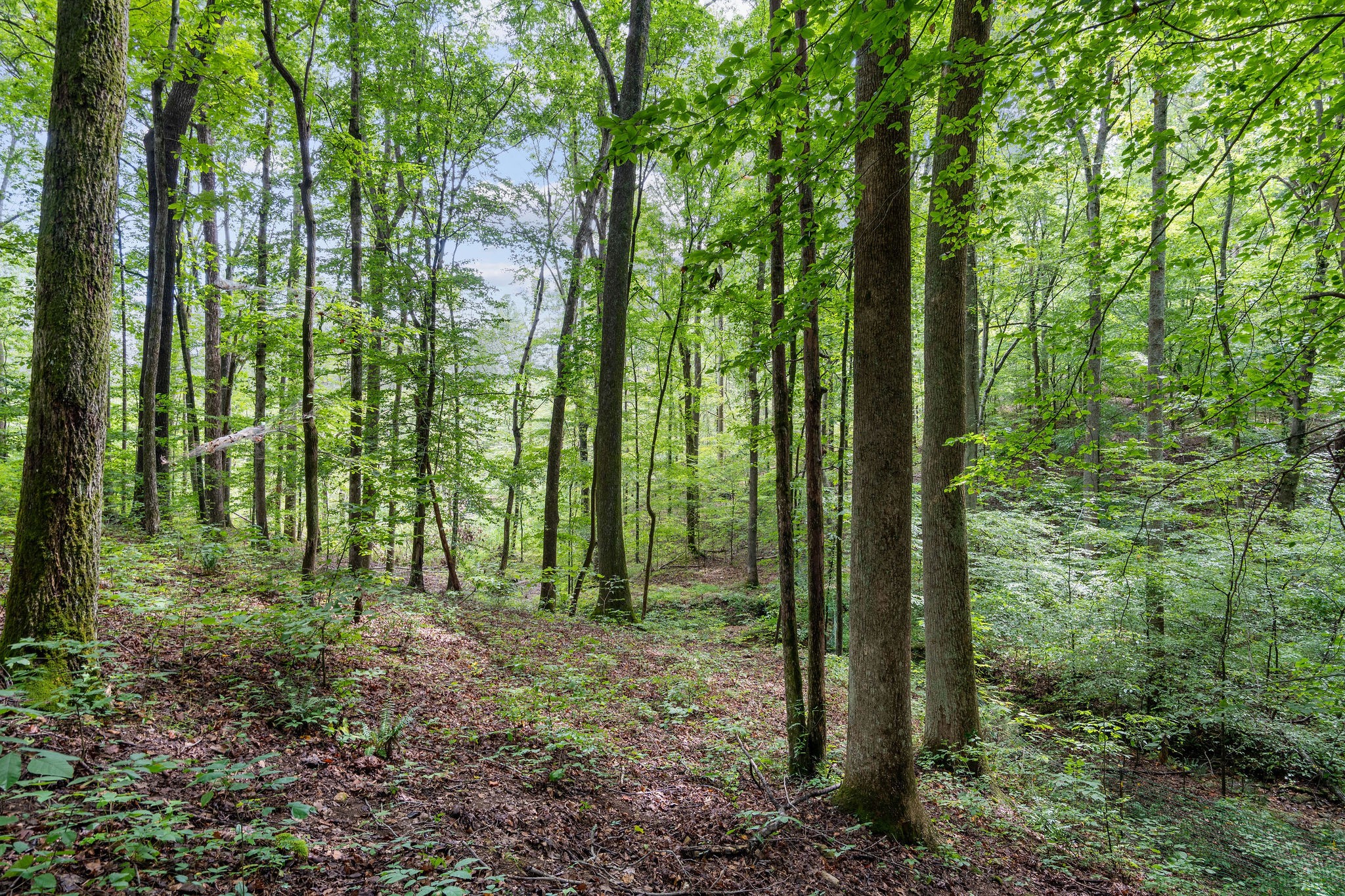 5729 Natchez Trace Road Franklin, TN 37064 - Photo 67 of 76 Gallery Image 67